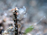 Anilao Hairy Shrimp 17