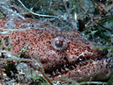 Anilao Moray Eel 20