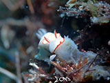 Anilao Nudibranch 231