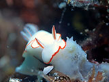 Anilao Nudibranch 232