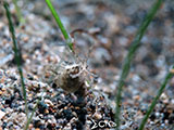 Anilao Sea Hare 1