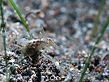 Anilao Sea Hare