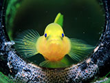 Anilao Yellow Goby 2