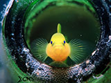 Anilao Yellow Goby 3