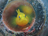 Anilao Yellow Goby 5