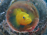 Anilao Yellow Goby 6