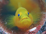 Anilao Yellow Goby 7