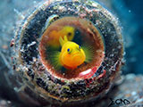 Anilao Yellow Goby 9