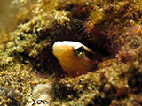 Anilao Blenny 4