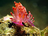 Anilao Flabellina 13