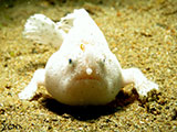 Anilao Frogfish 11