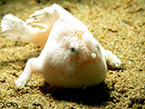 Anilao Frogfish 12