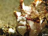 Anilao Frogfish 13