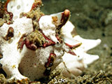 Anilao Frogfish 15