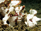 Anilao Frogfish 16