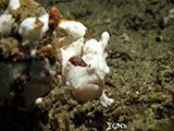 Anilao Frogfish 17