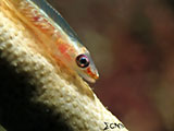 Anilao Goby 11