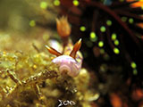 Anilao Nudibranch 50