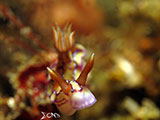 Anilao Nudibranch 52