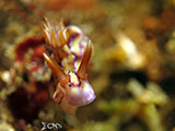 Anilao Nudibranch 73