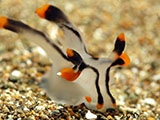 Anilao Nudibranch 76