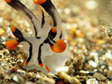 Anilao Nudibranch 77