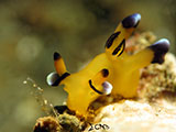 Anilao Nudibranch 78