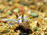 Anilao Nudibranch 80