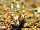 Anilao Nudibranch 81