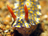 Anilao Nudibranch 84