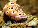 Anilao Nudibranch 86