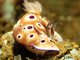 Anilao Nudibranch 87