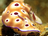 Anilao Nudibranch 88