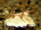 Anilao Nudibranch 90