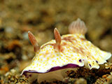 Anilao Nudibranch 91