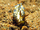 Anilao Nudibranch 92