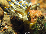 Anilao Nudibranch 93