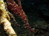 Anilao Pipefish