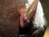 Anilao Goby with Eggs