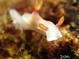 Anilao Nudibranch 100