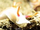 Anilao Nudibranch 104