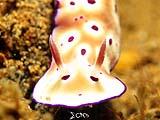 Anilao Nudibranch 107