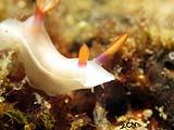 Anilao Nudibranch 99