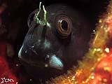 Anilao Blenny 1