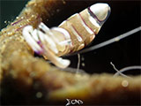 Anilao Cleaner Shrimp with Eggs 5