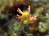 Anilao Flabellina 16