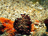 Anilao Flatworm 10