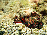 Anilao Flatworm 12