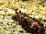 Anilao Flatworm 14