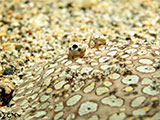 Anilao Flounder